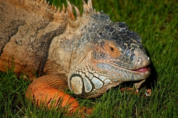 Iguana Iguana 