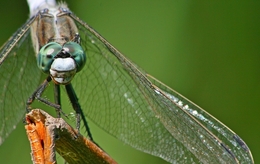 green dragonfly 