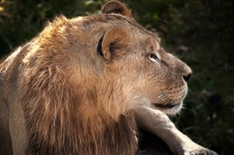 lionking 