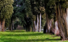 Ancient cypress trees 