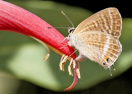 LAMPIDES  BOETICUS - Família das LYCAENIDAE 