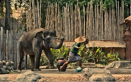 elephant attack 