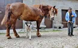 O homem, o cavalo e o cão 