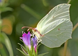 GONEPTERYX RHAMNI - Família das  PIERIDAE 