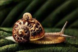 snail care 