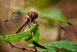 DragonFly 