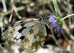 BRENTHIS INO,  Família das NYNPHALIDAE 