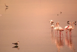Flamingos no Sado 