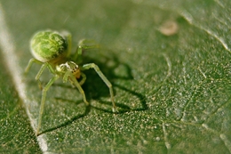 rose green spider 