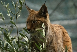 Lince Iberico. 