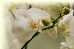 Orquidea Branca 