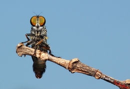 Robberfly 