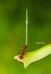 strength of an ant 