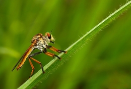 Robberfly #3 