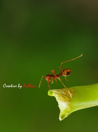 Ant 