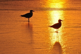 Seagulls at sunset 