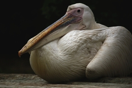 Pelicano. 