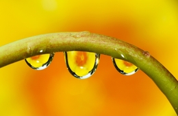 flowers and dew 