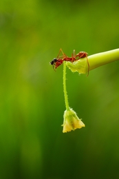 Ant and flower 