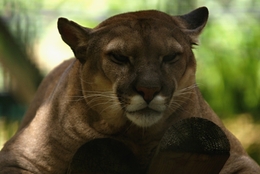 Hora do descanso do Puma. 