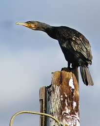 Phalacrocorax carbo 