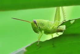 My grasshopper 