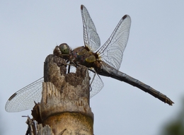 Libelinha II 