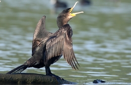 Corvo-marinho-de-faces-brancas (Phalacrocorax 