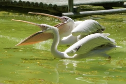 Pelicano-real 
