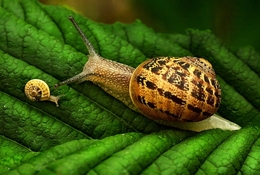 snail family 