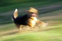 Speed dog 