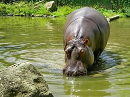 Hipopótamo  