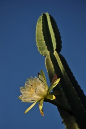 flor de mandacaru 
