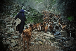 A caminho do pasto 