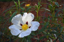 Flor de esteva 