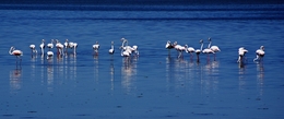Flamingos no Tejo. 
