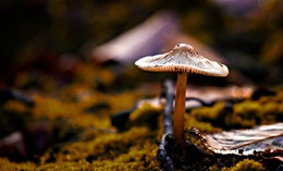 Magical Mushroom 