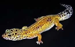 Gecko leopardo 