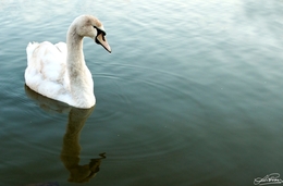 Cisne 