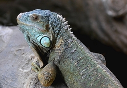 Iguana-verde 