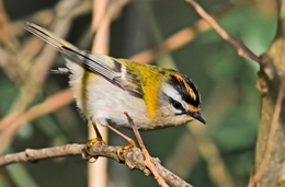 ESTRELINHA-CABEÇA-LISTADA Regulus Ignicapilla 