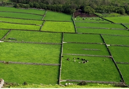 Verdes Pastos 