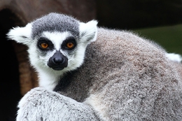 Lemur-de-cauda-riscada 