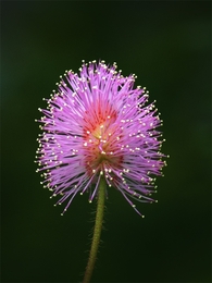 Spiky Flower 