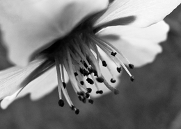 Flor de Amendoeira 