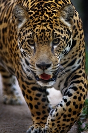 Panthera onca - Onça-pintada 