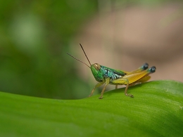 The Grasshopper 