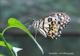 White Buterfly 