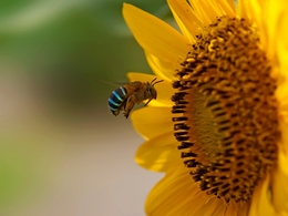 Going to The Sunflower 