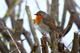 Pisco-de-peito-ruivo(Erithacus rubecula) 